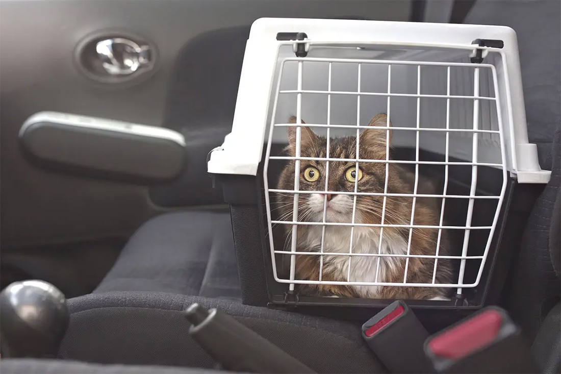 Gato transportado no carro