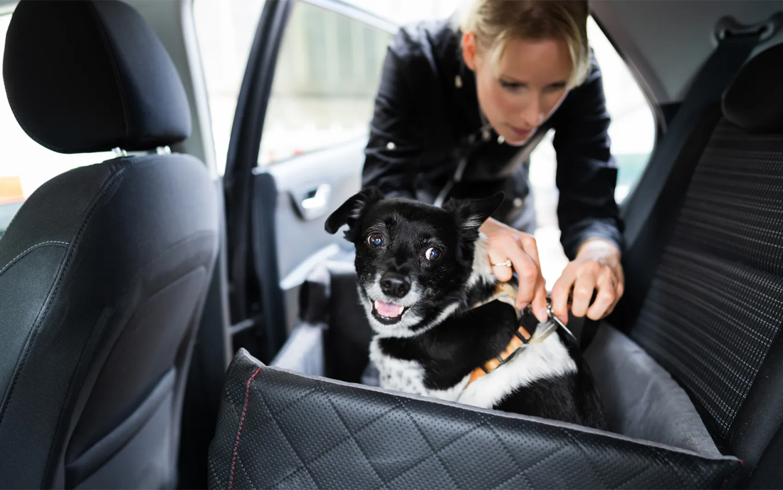 Transporte Pet Carro